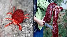 Red Meat Product