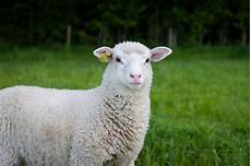 Sheep Pastrami