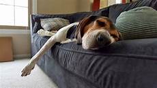Sofa Cleaners